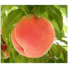 山梨県産　桃(夢みずき)　約1.8kg(4～6玉)