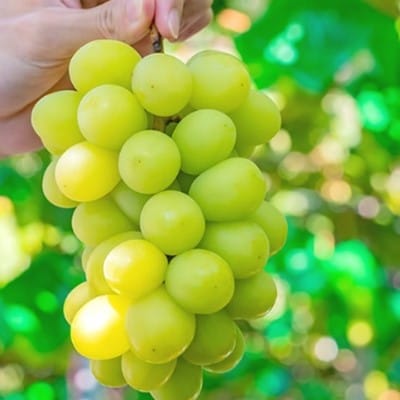 もぎたて!山梨産シャインマスカット2房(約500g×2房)