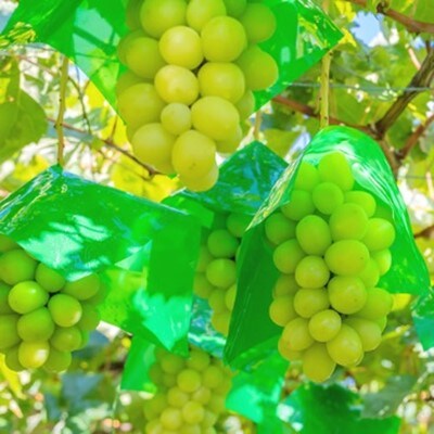 もぎたて!山梨産シャインマスカット2房(約500g×2房)