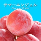 山梨県オリジナル品種の完熟すもも「サマーエンジェル」舌の上でとろけるなめらかな果肉