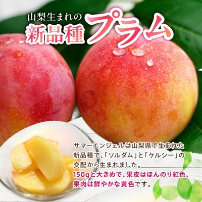 山梨県オリジナル品種の完熟すもも「サマーエンジェル」舌の上でとろけるなめらかな果肉