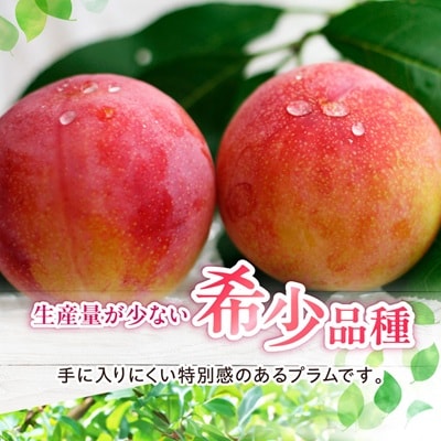 山梨県オリジナル品種の完熟すもも「サマーエンジェル」舌の上でとろけるなめらかな果肉