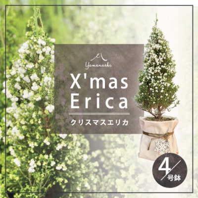 クリスマスエリカ 4号鉢(スズランエリカ)観葉植物、卓上ミニツリー、テーブルツリー、冬の贈り物に