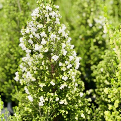 クリスマスエリカ 5号鉢(スズランエリカ)観葉植物、卓上ミニツリー、テーブルツリー、冬の贈り物に