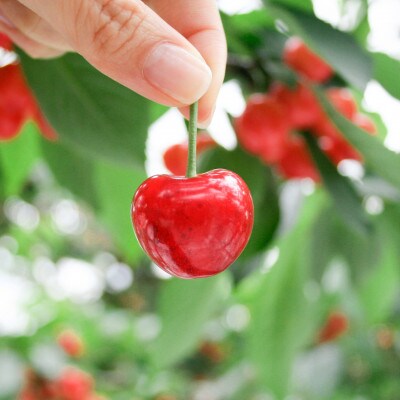 【先行受付】果汁感たっぷり!さくらんぼ「紅秀峰(べにしゅうほう)」大粒を約500g 6月にお届け