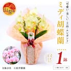 ミディ胡蝶蘭　山梨県産　鉢サイズ4寸　2本立て　石原洋蘭園　ギフトや贈答品におすすめです。