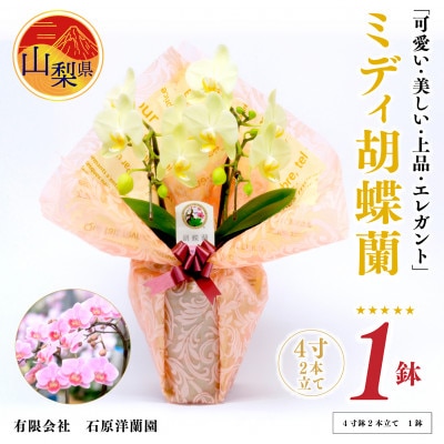 ミディ胡蝶蘭　山梨県産　鉢サイズ4寸　2本立て　石原洋蘭園　ギフトや贈答品におすすめです。