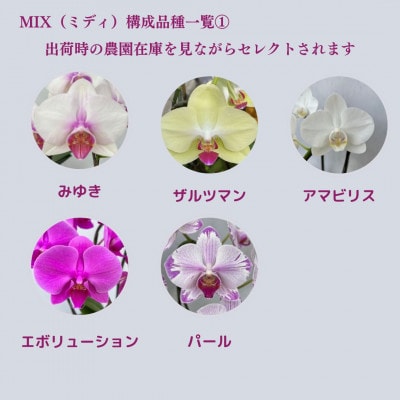ミディ胡蝶蘭　山梨県産　鉢サイズ4寸　2本立て　石原洋蘭園　ギフトや贈答品におすすめです。