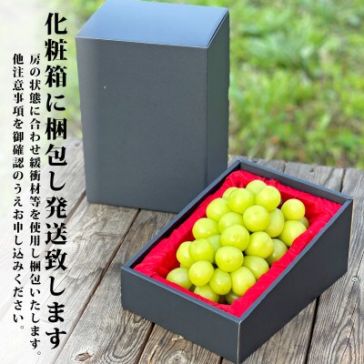 【先行受付】採れたて!山梨県産シャインマスカット1房(約700g)