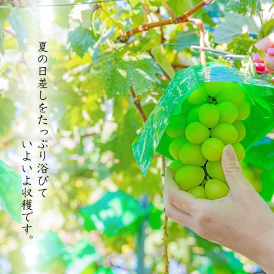 【先行受付】採れたて!山梨県産シャインマスカット約2.5kg(4～6房)