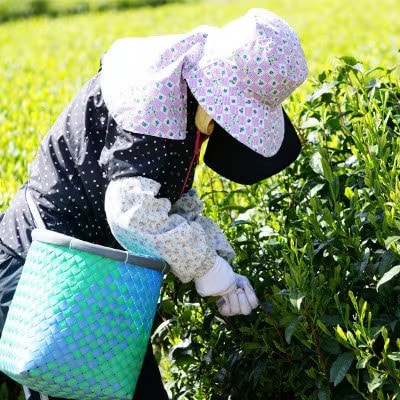まるわ茶園の和紅茶 5パックセット