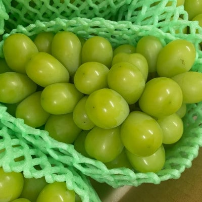 【100箱限定】山梨県産 早生シャインマスカット 大粒1房(約500~700g)