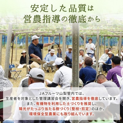 【JAフルーツ山梨】山梨県産ハウスシャインマスカット　1房【秀品】