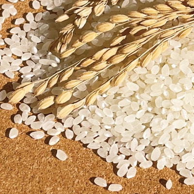 冷めても美味しい!【令和7年産】こぴっと米【五百川】白米・2kg　特別栽培米