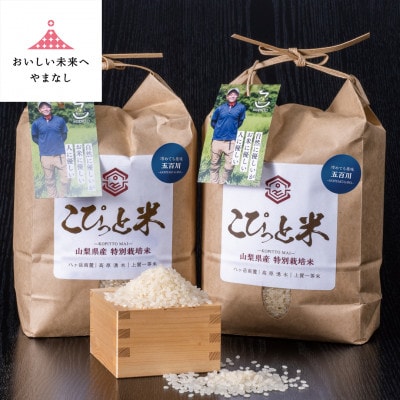冷めても美味しい!【令和7年産】こぴっと米【五百川】白米・4kg　特別栽培米