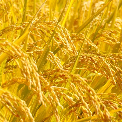 国際大会受賞歴有!【令和7年産】こぴっと米【農林48号】玄米・4kg　特別栽培米