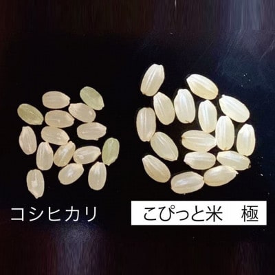 きわだつ大粒!【令和7年産】こぴっと米【極】白米・10kg　特別栽培米