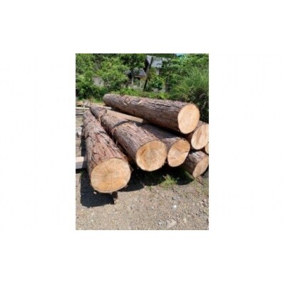 ※岐阜県産桧の丸太