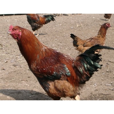 【セット】完全放し飼い地鶏　彩の国地鶏タマシャモ「タマシャモ物語」と「サイコロステーキ」各2パック