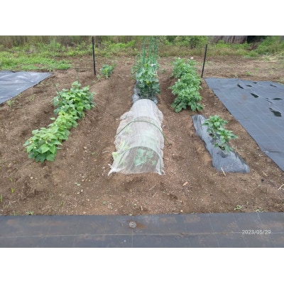 (埼玉県坂戸市の市民農園)べじ食ぶる三芳野1年間利用券