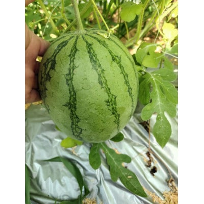 (埼玉県坂戸市の市民農園)べじ食ぶる三芳野1年間利用券