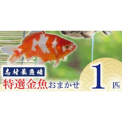 農林水産大臣賞受賞!特選金魚おまかせ1匹　志村養魚場産(埼玉県坂戸市)