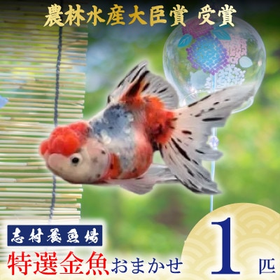 農林水産大臣賞受賞!特選金魚おまかせ1匹　志村養魚場産(埼玉県坂戸市)