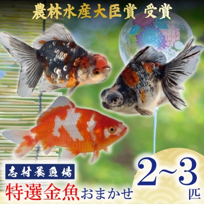 農林水産大臣賞受賞!特選金魚おまかせ2～3匹　志村養魚場産(埼玉県坂戸市)