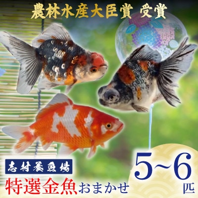 農林水産大臣賞受賞!特選金魚おまかせ5～6匹　志村養魚場産(埼玉県坂戸市)