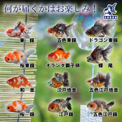 農林水産大臣賞受賞!特選金魚おまかせ5～6匹　志村養魚場産(埼玉県坂戸市)