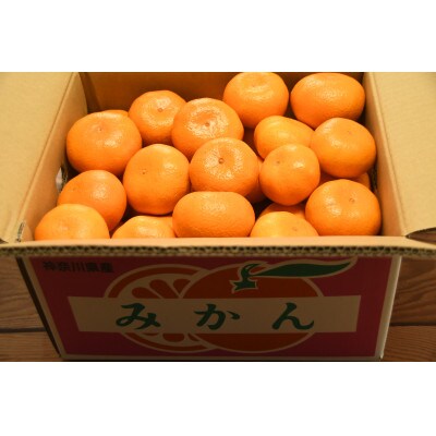 大津みかん　10kg