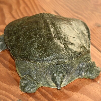 【のし付き】濃厚すっぽん肉入りスープ　180g×5本