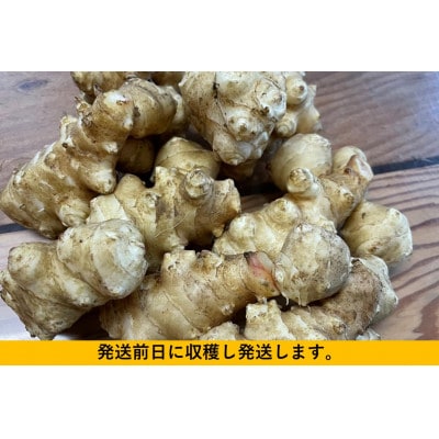神奈川県山北産　生菊芋4kg