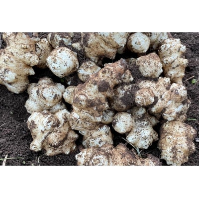 神奈川県山北産　生菊芋4kg