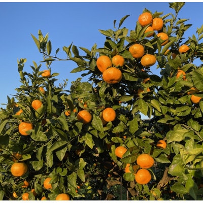 かながわブランド大津みかん　きんたろうみかんジュース　180g×24本