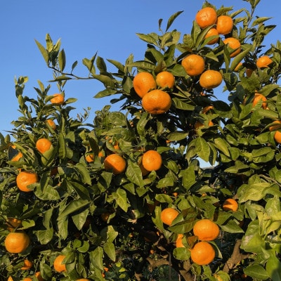 かながわブランド大津みかん　きんたろうみかんジュース&きんたろうみかんジャムセット