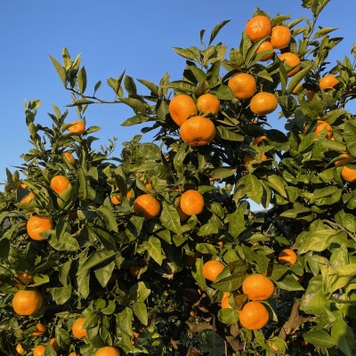 かながわブランド大津みかん　きんたろうみかんジュース　720g×6本