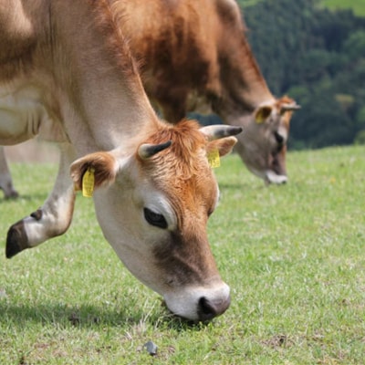 【牧場直送】薫る野牛乳500ml×5本　ノンホモ低温殺菌ジャージー牛　山地酪農　24時間365日放牧