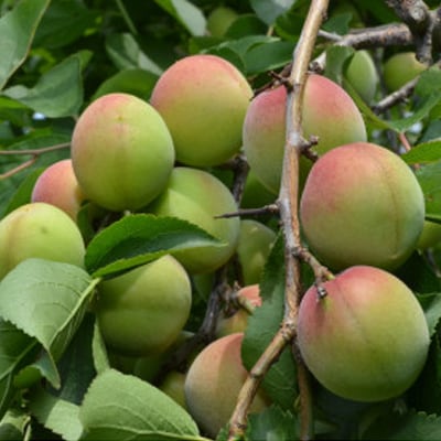 梅の風(清涼飲料水)290g×24本入り