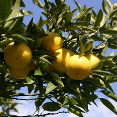 湘南ゴールド飲料  神奈川県産　290g×24本入り