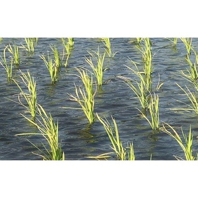 【令和7年産】岩手県産　銀河のしずく 精米 5kg