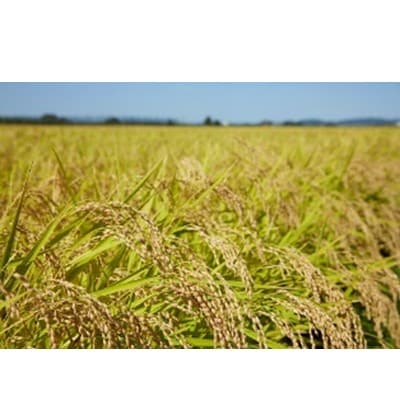 【令和6年産】岩手県産無洗米ひとめぼれ・無洗米銀河のしずく(食べ比べセット 5kg×2)
