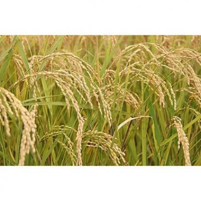 【令和7年産】岩手県産無洗米銀河のしずく(5kg×2)