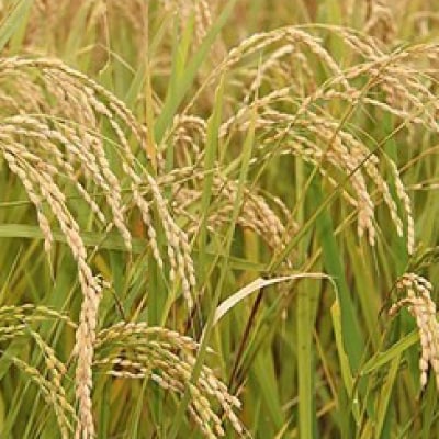 【令和7年産】岩手県産無洗米銀河のしずく(5kg×2)