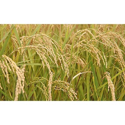 【令和7年産】岩手県産無洗米銀河のしずく5kg