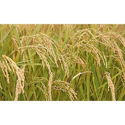 2021年4月発送開始『定期便』岩手県産　無洗米ひとめぼれ　精米5kg　全6回