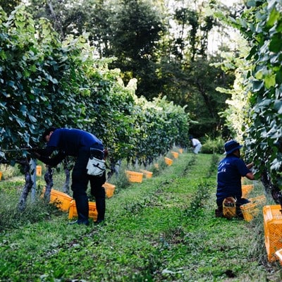 自園自醸ワイン紫波 紫あ波せワイン甘口12本セット