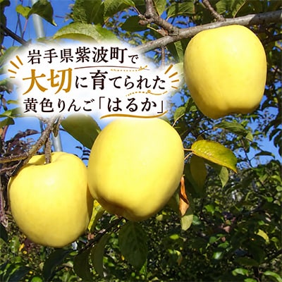 【先行予約】りんご 「冬恋」はるか 約2.5kg 糖度15度以上 蜜入り保証【さとふる限定】