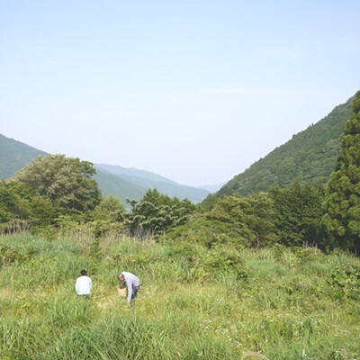 摘み草ブレンドティー(テイーバッグ 7P)2種セット (B20-2)