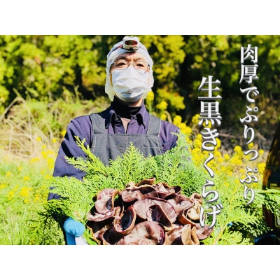 ◆期間限定◆「生」黒きくらげ 500g(高知県仁淀川町産)